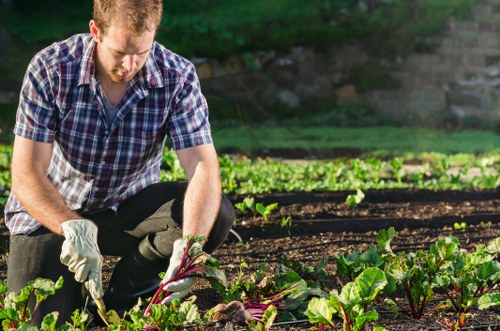 Healthy residential lawn care in Blackwall with neat green grass