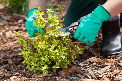 Professional Blackwall gardening services for long-term garden value