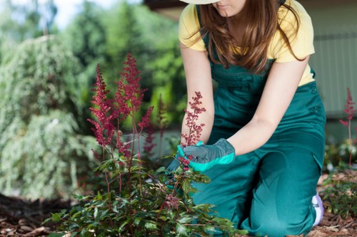 Eco-friendly lawn maintenance and grass repair in Blackwall