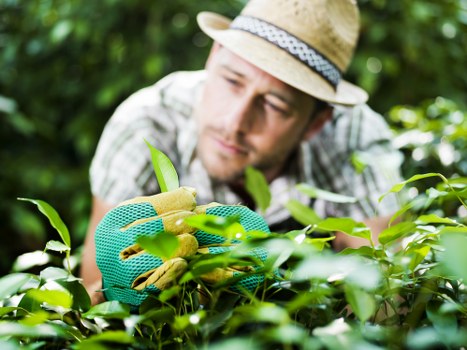 Careful hedge shaping for a local Blackwall home garden