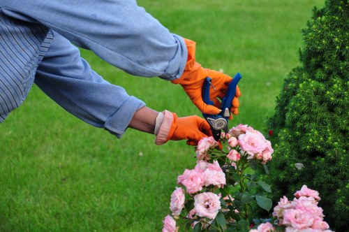 Professional lawn care in Blackwall for a well-kept backyard