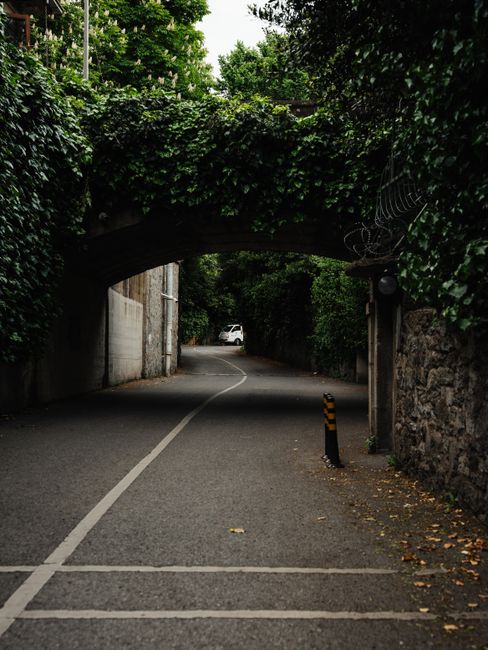 A narrow, winding road passing beneath a low, arched bridge covered in dense green ivy and foliage. The surface of the road is asphalt with a white dividing line running along its center, and a few fa
