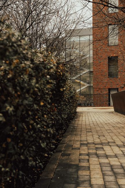 East India Dock Road garden clearance by Blackwall gardeners
